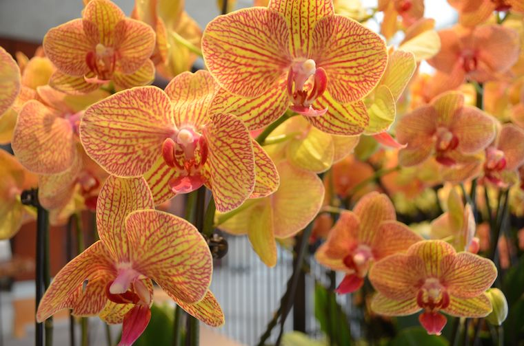 Highlights from Orchid Mania in Cleveland [Gallery]